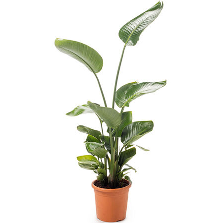 Giant Bird of Paradise, Strelitzia Seed - Packet image number null